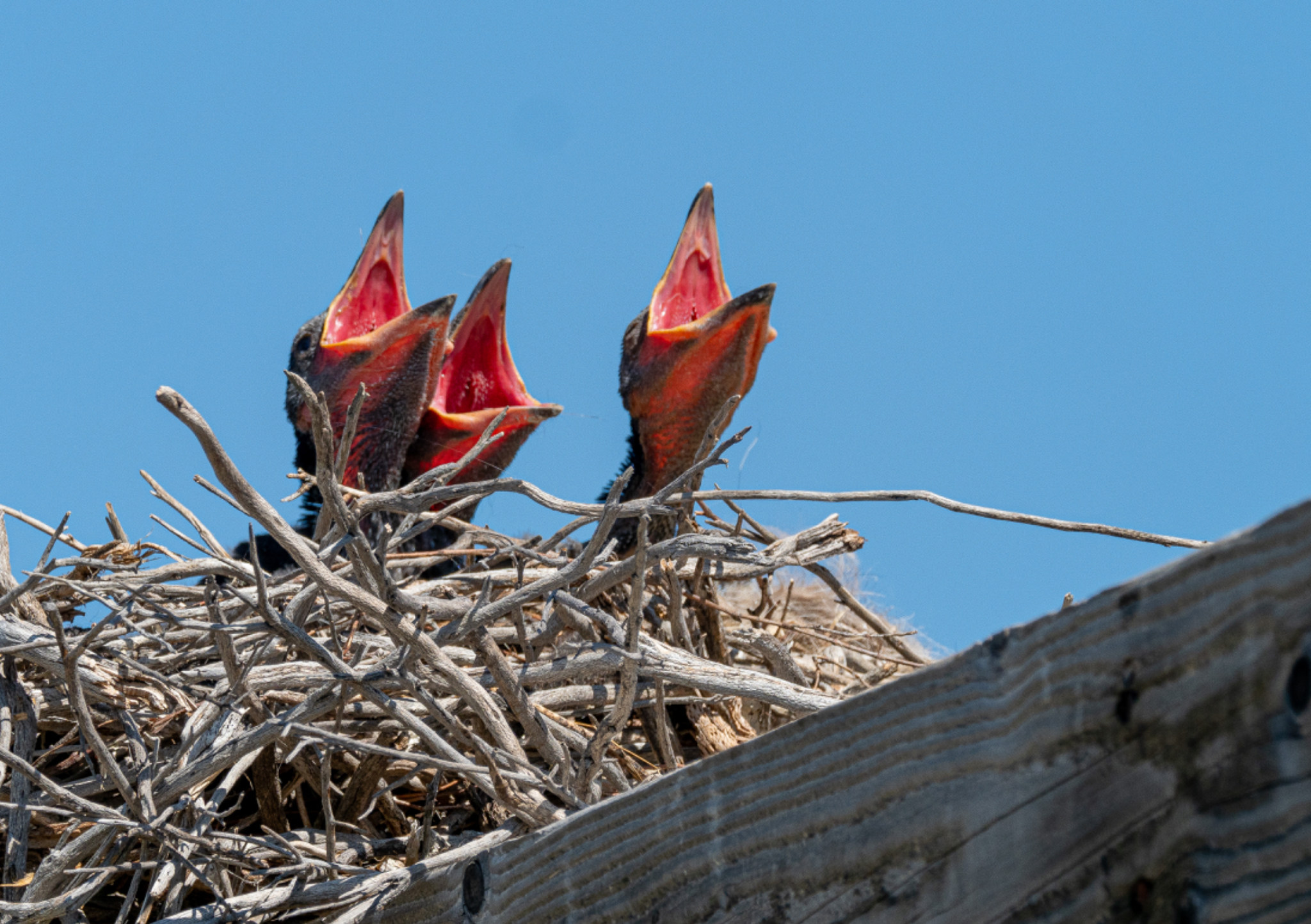 Raven chicks